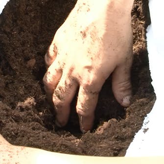 Dyrking av tomater i kapillærkasser Dyrking av tomater i kapillærkasser